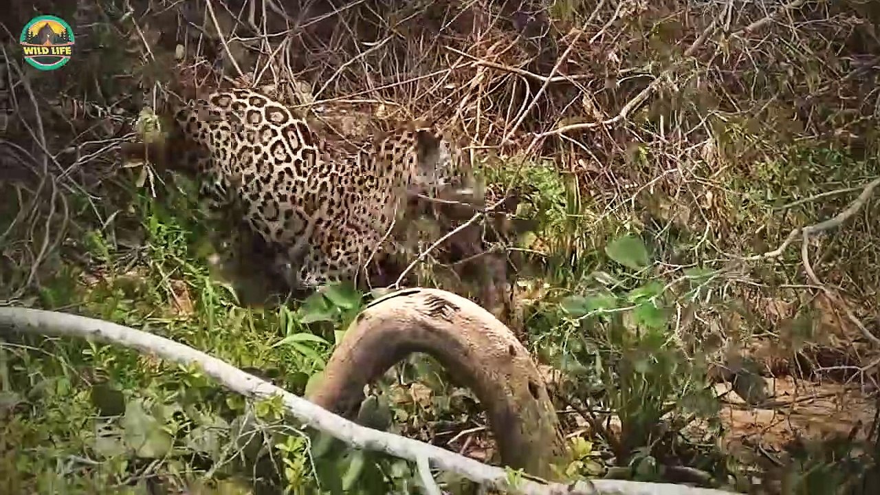 Brave Animals Protecting Their Young From The Wrath Of Predators