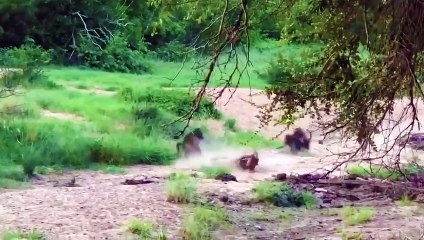 OMG ! Bull Attack Leopard   20 Leopard Attacks Caught On Tape