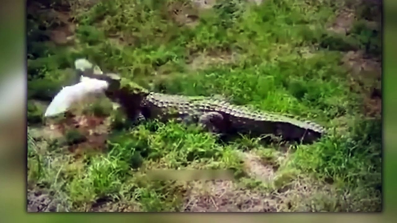 OMG ! Suddenly Crocodile Attack Hyena