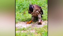 Best Of Eagle Attacks 2022 ! Even Snake Are Afraid Of This Aggressive Bird
