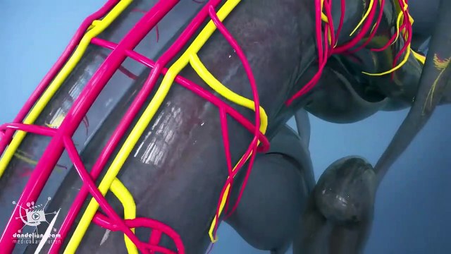 Short track-Do you know what happens During sexual arousal inside the body? what is the clitoris?