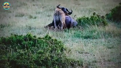 Savage And Cruel Hyena Clans Attacking Weak Animals