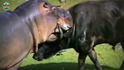 Massive Psychotic Animals Meeting In The Trenches