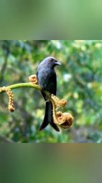 Murai Batu Juara Kicau Burung 2017 vs Srigunting Liar
