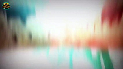 Animals Changing The Rules On Lions