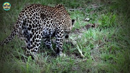 Nasty Lions And Other Predators Hunting Easy And Young Babies In The wild