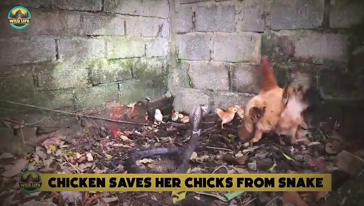 Animal Mothers Protecting Their Families From Predators