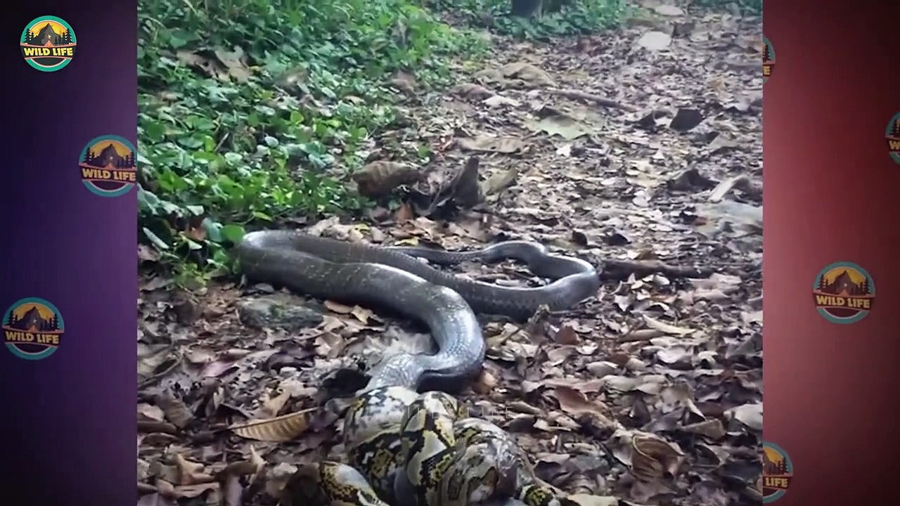 Pythons Savagely Hunting Prey - video Dailymotion