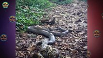 Pythons Savagely Hunting Prey