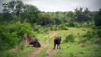 Moments When Lions Were Brutally Defeated By Wild Animals