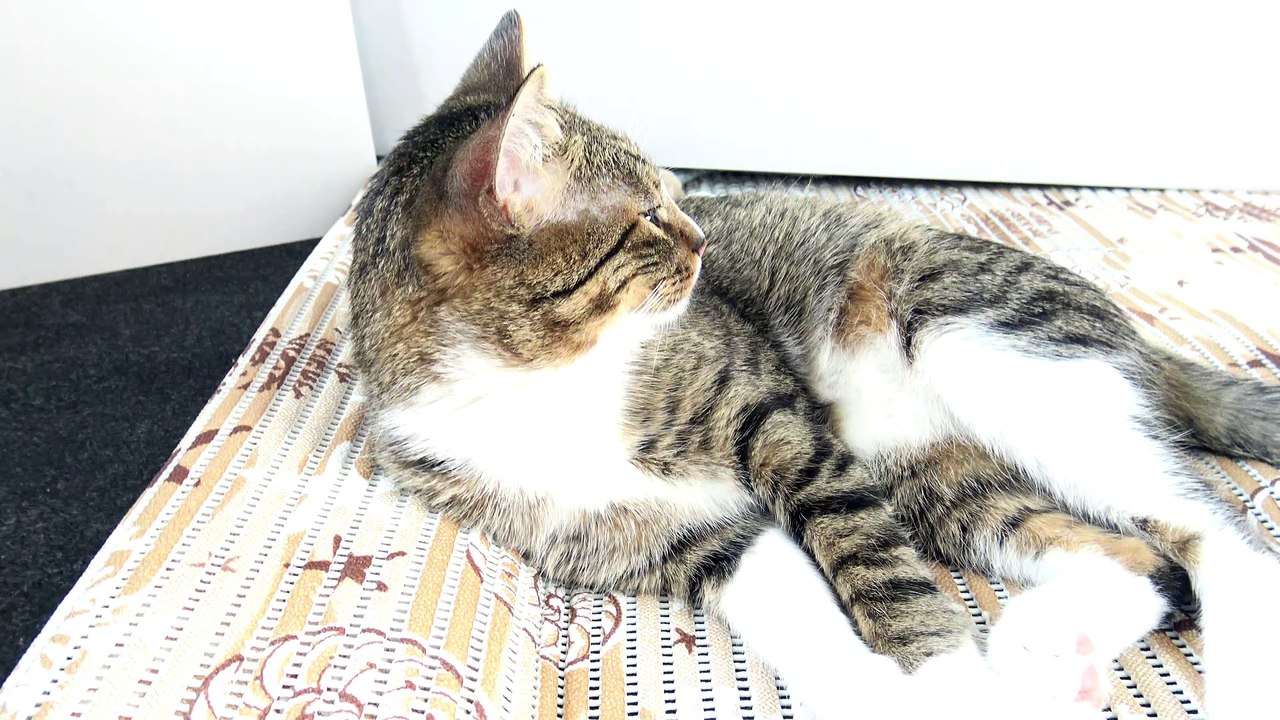 Cute Relaxed Little Cat