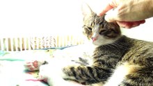 Cute Sleepy Kitten