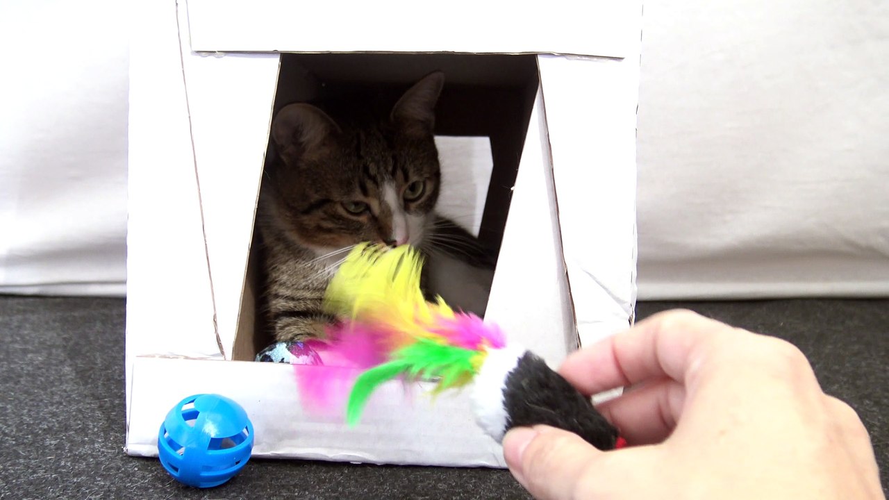 I Pull on the Cat's Tail