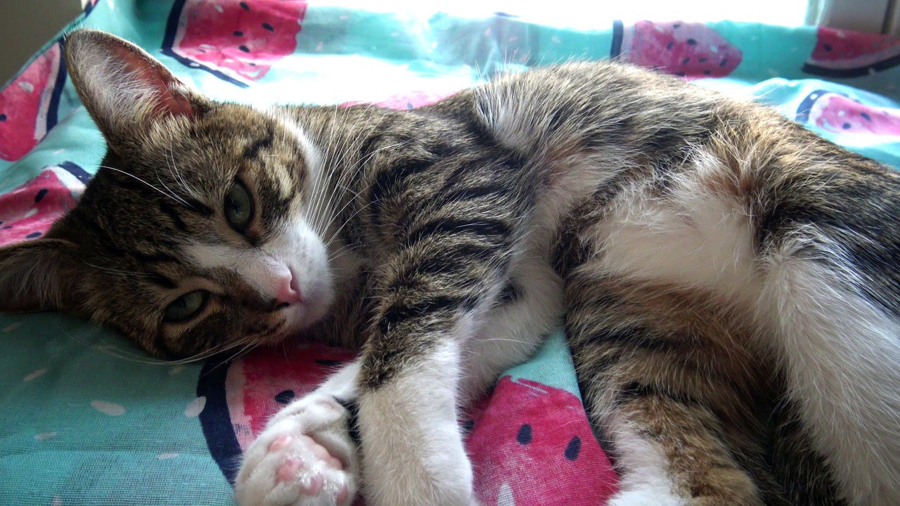 Kitten Pushes Me with His Back Leg