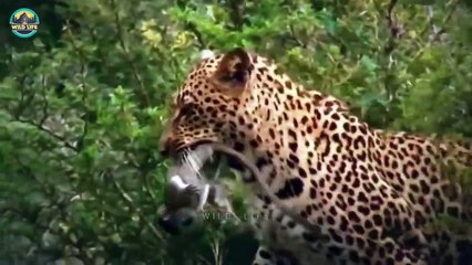 Ruthless Predators Playing Blood Sports In The Wild Like Pro (2)