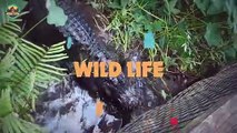Fatal Moments When Crocodiles And Alligators Eat Their Own Kind
