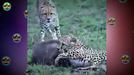 Crushing Savage Hunts Performed By Talented Huntingg Cheetahs