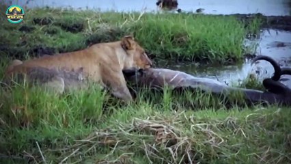 Barbaric Lions Hunting Savagely With Their Mates In The Wild