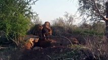 Top 25 Brutal Moments When Lions Showed They Were Kings Of The Bush