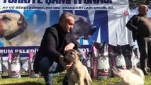 Türk çoban köpekleri podyuma çıktı