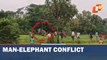 Elephant Herd Triggers Panic In Odisha’s Karanjia Range