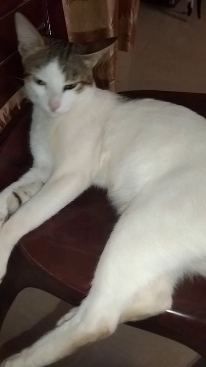 Cute White Cat Video