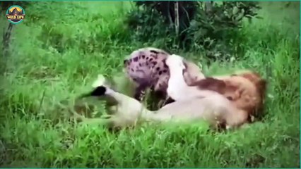 15 Moments When Predators Were Attacked