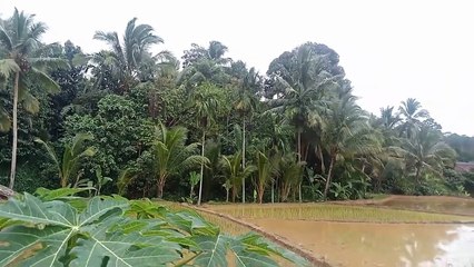 suasan@ pesawahan desa yang indah