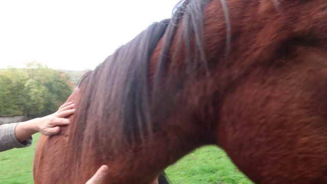 Malonne | Chevaux agressés, clôture sectionnée, flambeaux jetés : la stupeur est dans le pré