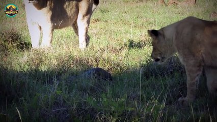 Wild Animals Hunting And Trapping Their Prey