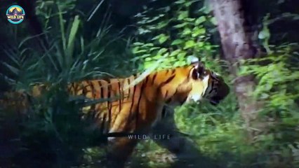 Marvelous Tigers Displaying Their Strength And Power In The Wild