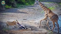 Incredible Battles Between Savage Predators And Prey