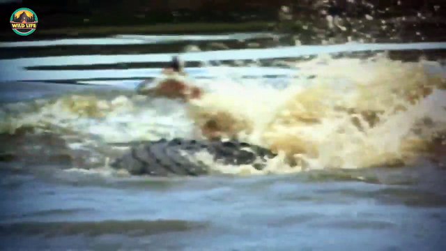 The Strongest Bloodthirsty And Threatening Saltwater Crocodiles
