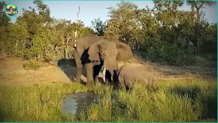 Top Moments Of Wild Animals Messing With The Wrong Opponents