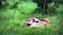 Top Heart Pounding Moments Of Big Cats