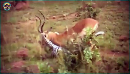Amazing And Savage Leopard Hunting Moments Captured On Camera