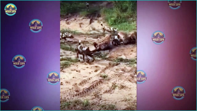 What Happens When Two Predators With Matching Strength Fight