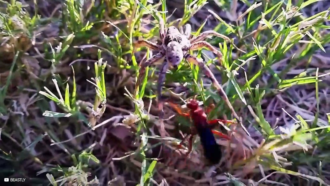 8 Mortal Moments When Predators Crashed Badly