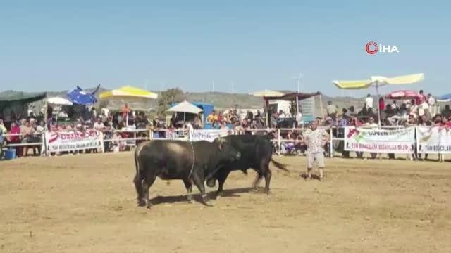 Datça'da boğa güreşleri nefes kesti