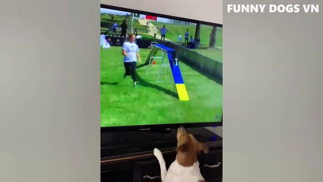 Funniest Animals Video - Funny Dogs And Cats - Try Not To Laugh Animals 2022
