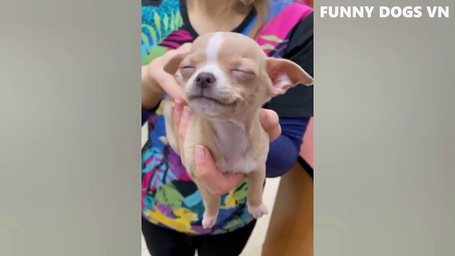 Funniest Animals Video - Funny Dogs And Cats - Try Not To Laugh Animals 2022(3)