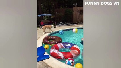 Funniest Animals Video - Funny Dogs And Cats - Try Not to Laugh Animals 2022 part 3