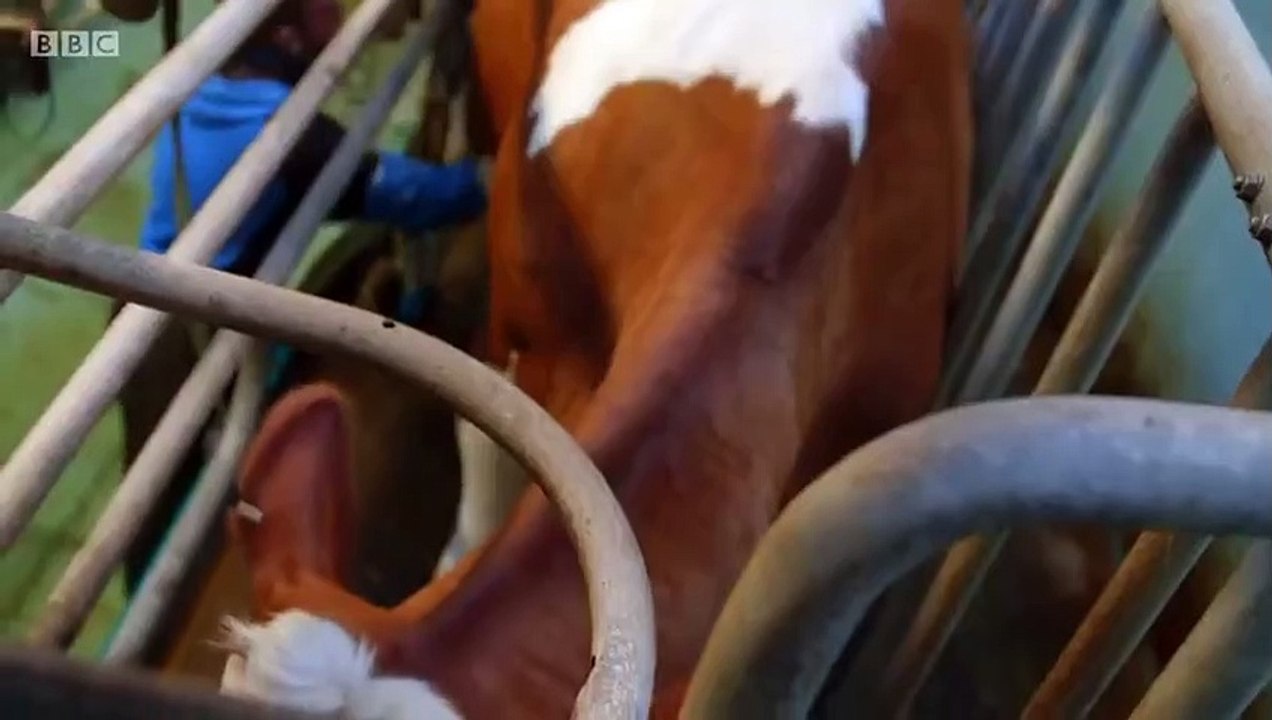 Disclosure - Se1 - Ep02 - The Dark Side of Dairy HD Watch HD Deutsch