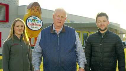 Menakjubkan Peternakan Ayam Bell & Evans, Peternakan Teknologi Modern dan Maju