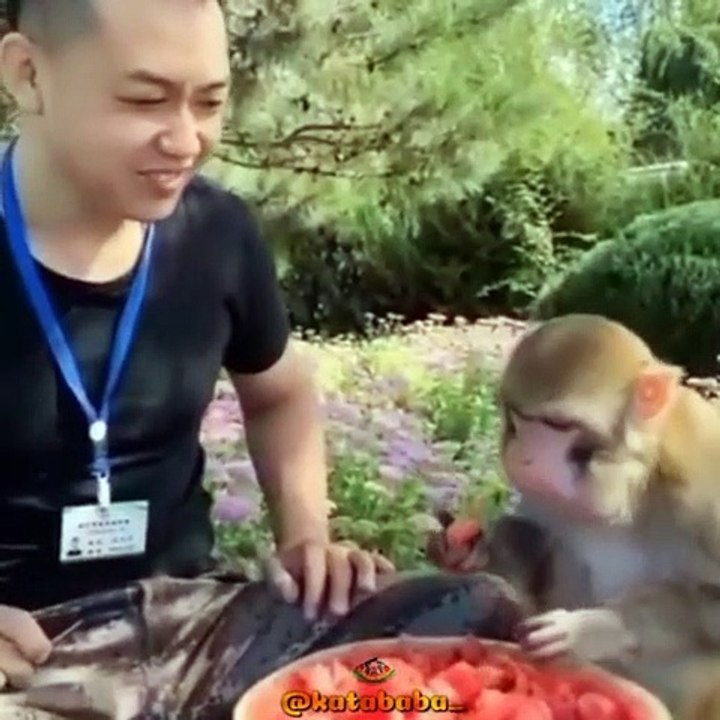monkey funny video collection