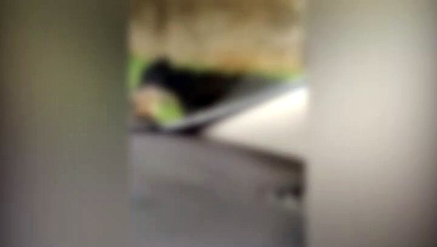 Imagens fortes: Cachorro terrível solto, pegou a minha gata, matou a gata confira