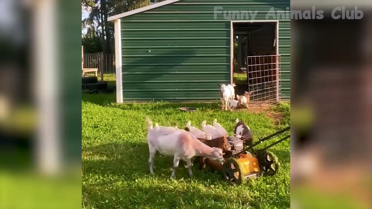 Funny Animals Video - Best Cats and Dogs Videos of the Month 2022!