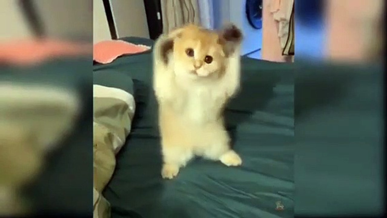 Qute Cat Funny Cat