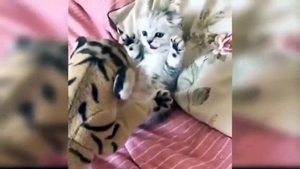 Nice cat