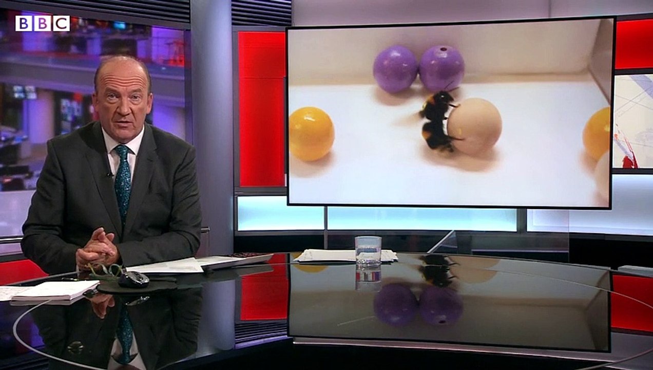 Bumblebees_enjoy_playing_with_balls,_according_to_study_–_BBC_News.
